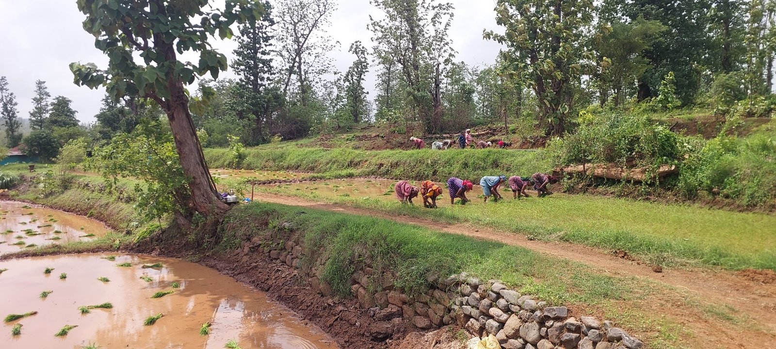 Terraced fields, women planting
