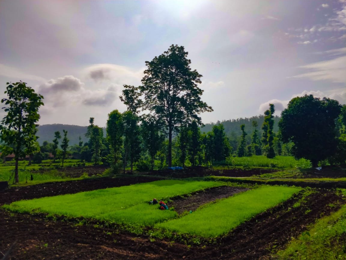 Green crop beds, people working